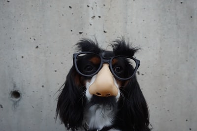 Černobílý pes s maskovacími brýlemi