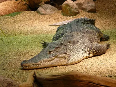 Hnědá slaná voda-krokodýl