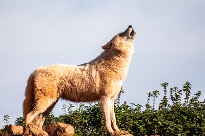 Hnědý vlk stojící balvan během dne