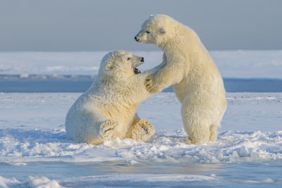 Lední medvěd na zasněžené zemi během dne