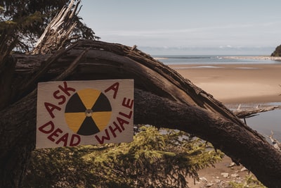 Zeptejte se označení mrtvé velryby