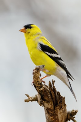 Žlutý a černý pták na hnědé větvi stromu